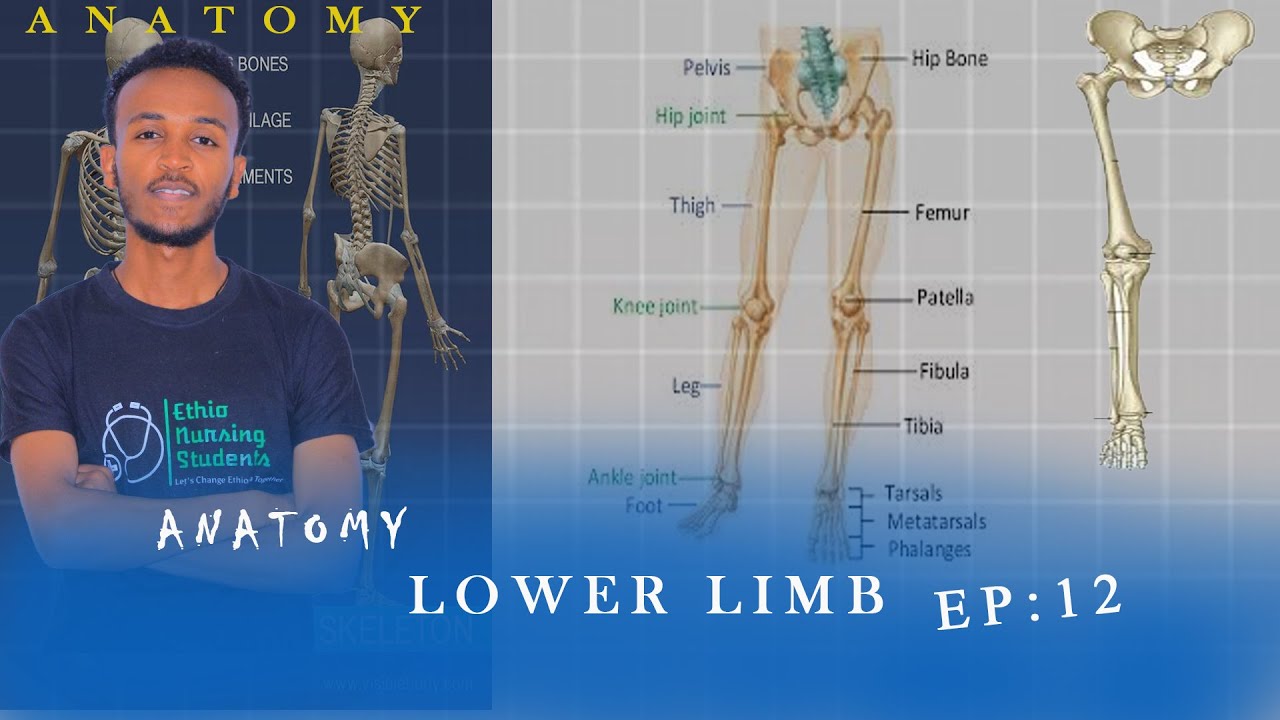 Anatomy Lower Limb  Final Ep :12