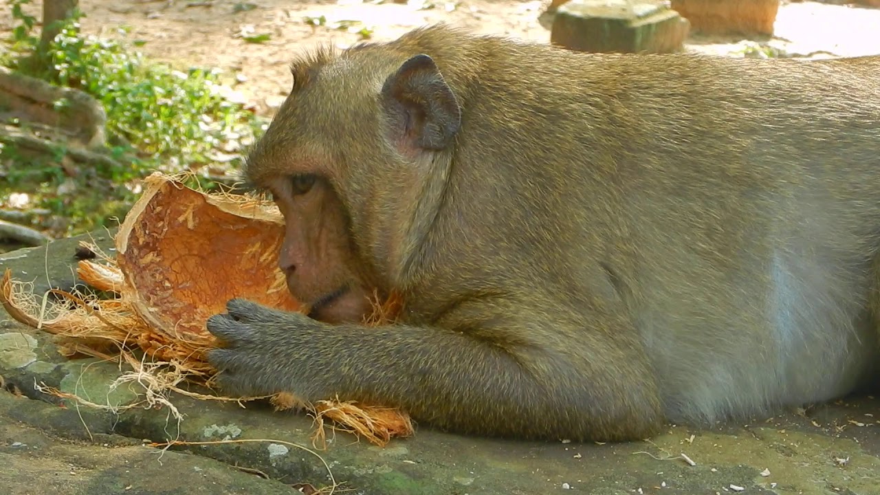 Sweetpea Nothing to do I monkey attack in temple. world life animal