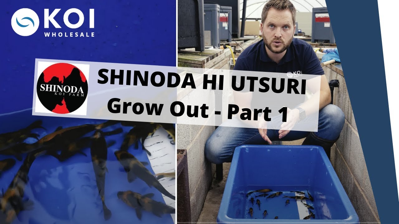 SHINODA HI UTSURI Grow Out - Часть 1