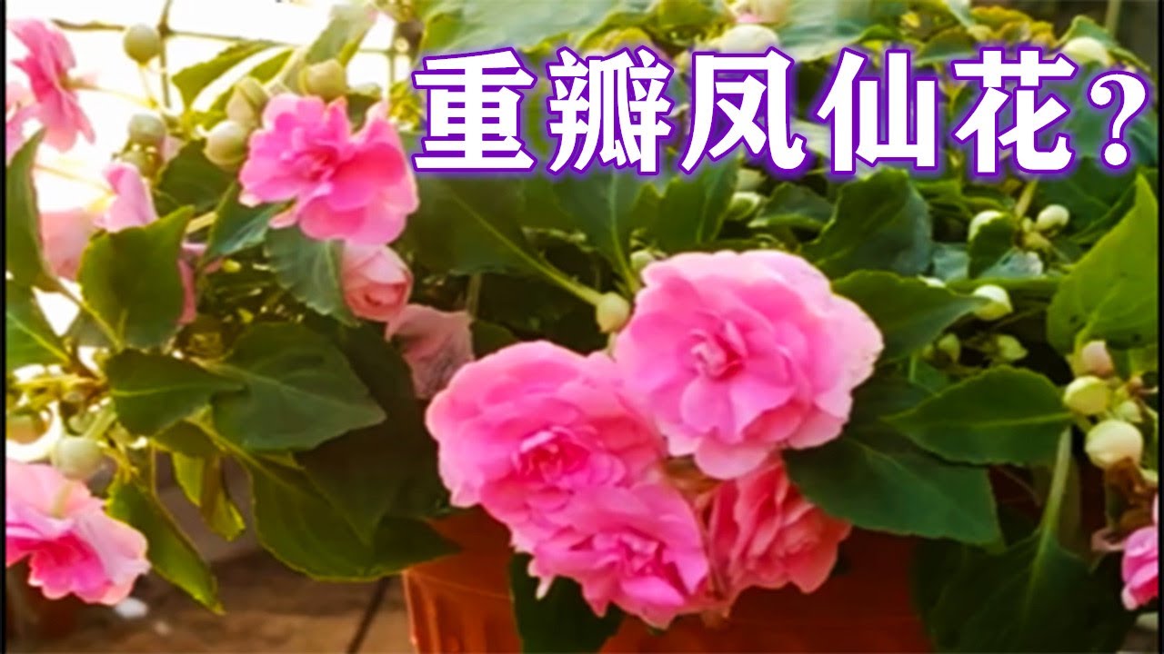 【養養養花花花】重瓣鳳仙花，花開美過茶花，一年四季有花開，輕鬆養爆盆！