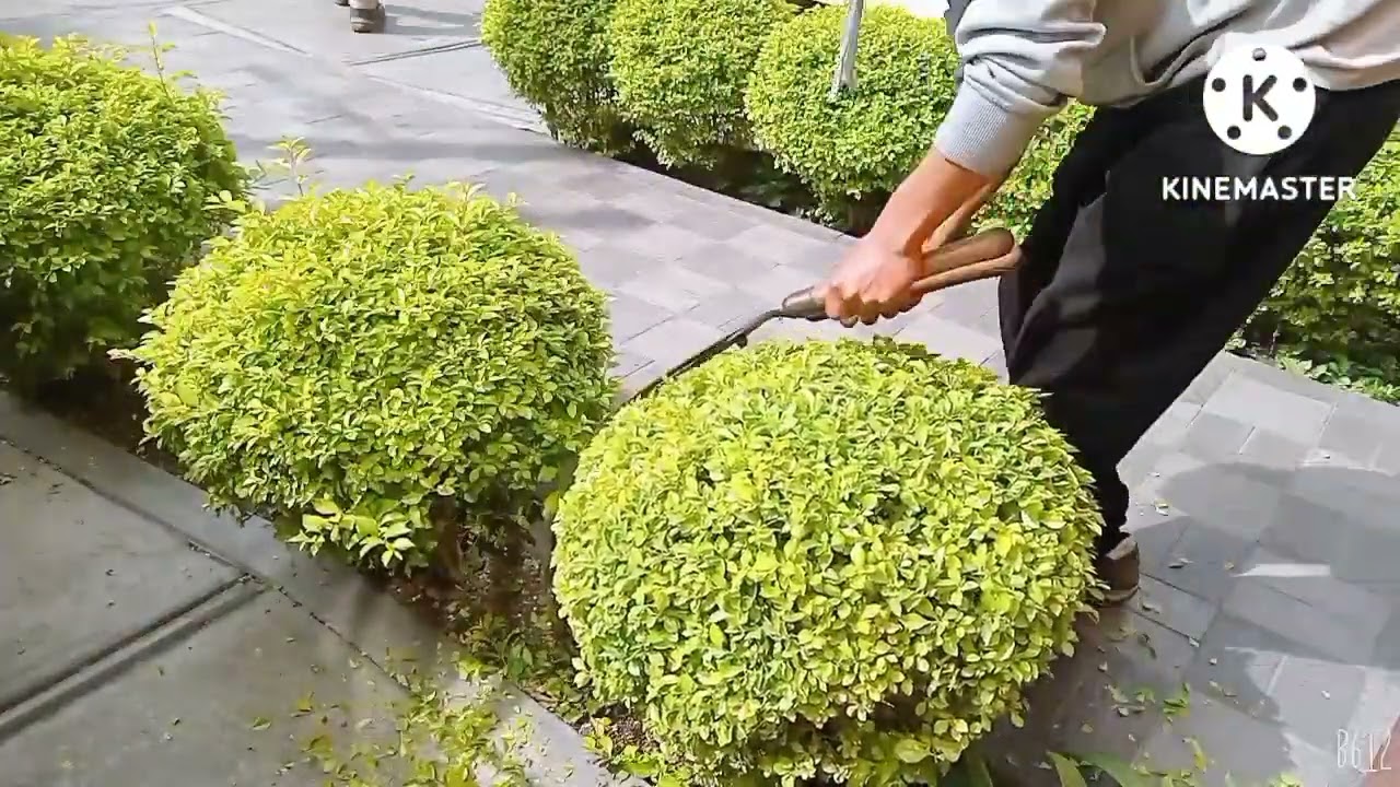 como podar y cuidados  duranta limón  🌳🌳🐝🐛🦋