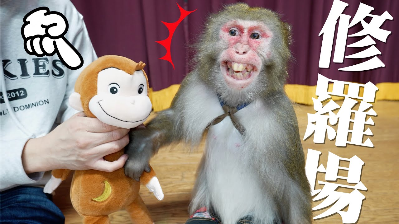 「おさるのジョージ」を愛猿の前で可愛がると嫉妬に狂います