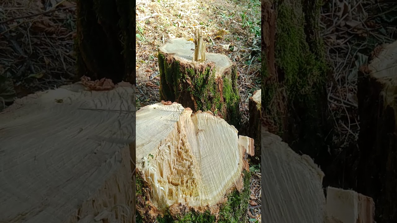 tecnica corretta x fare girare sia a dx che sx un albero che ha pendenza in avanti .iscriviti &egrave; 👍