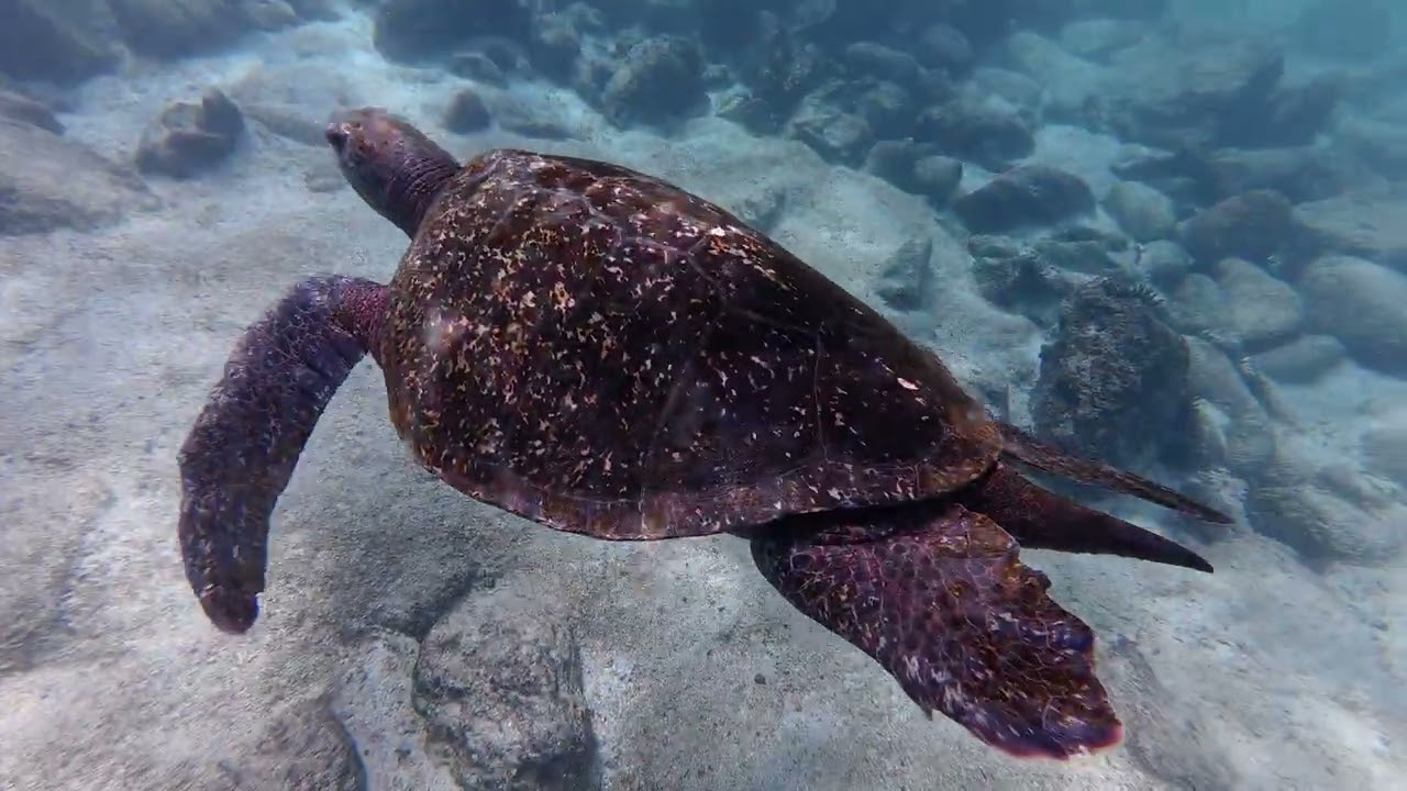 Tortuga marina de Galápagos, Playa Punta Carola
