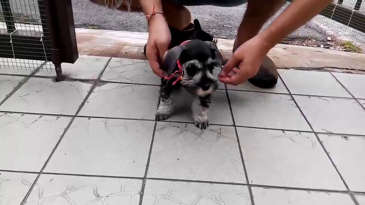 Life Of Pepper - Miniature Schnauzer - Day 1 Of New Home