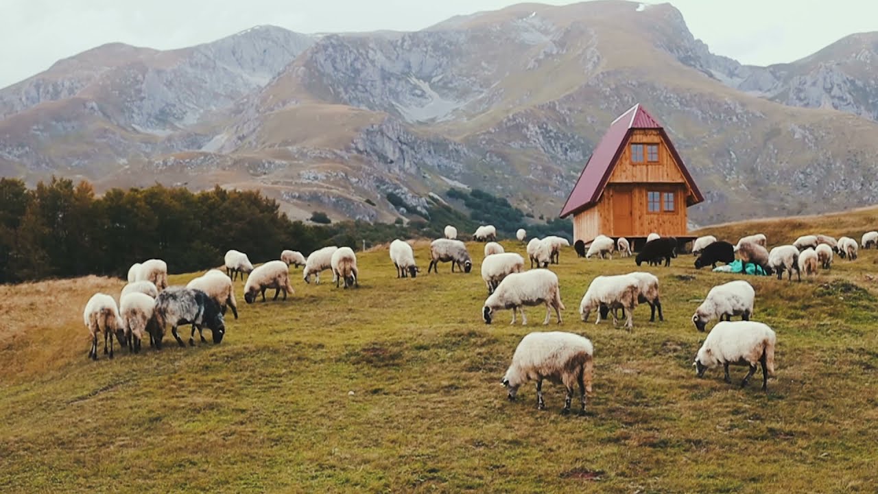 Sheep Stock Footage - Sheep Free Stock Videos - Sheep No Copyright Videos
