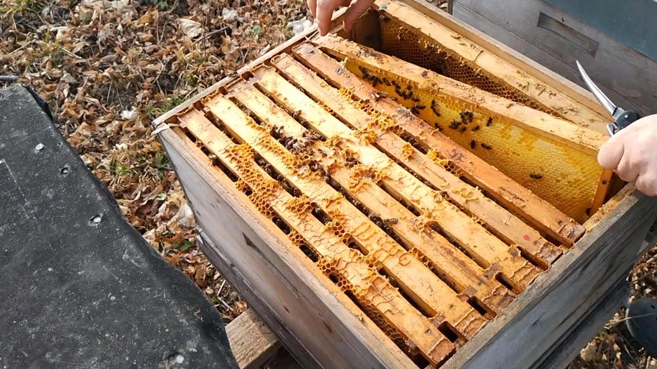 Bienen Frühjahrsrevision einzargige Zander Wirtschaftsvölker