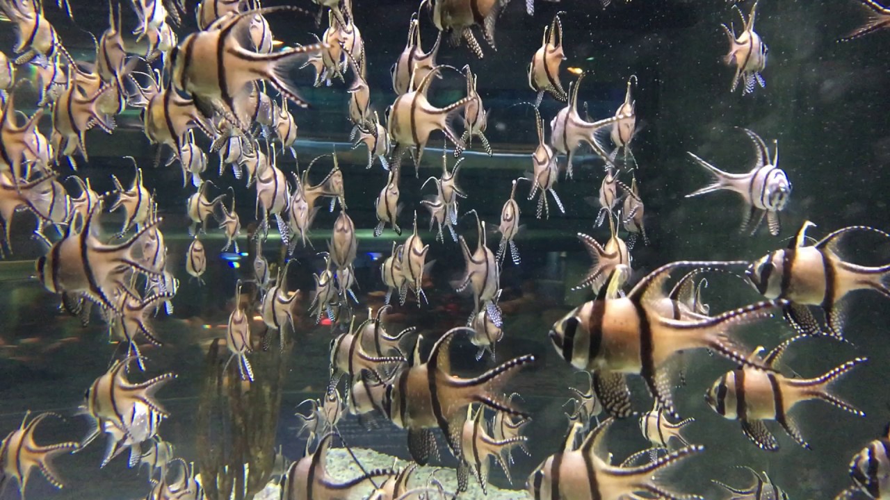 Banggai Cardinalfish Aquarium