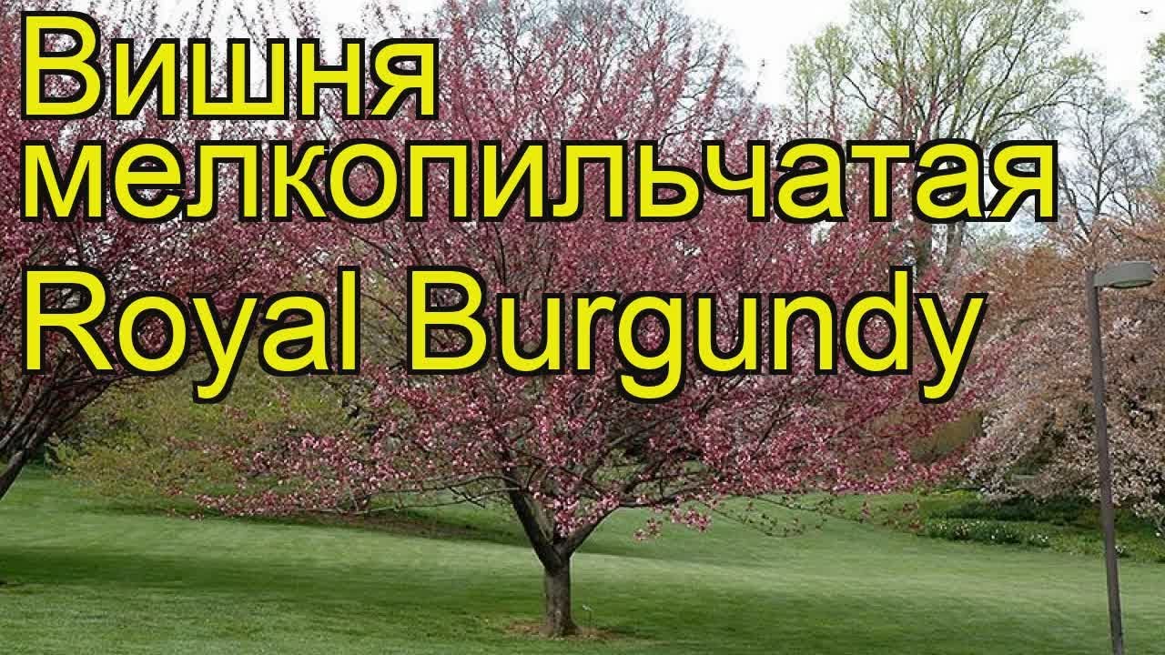 Вишня мелкопильчатая Ройал Бургунди. Краткий обзор, описание prunus serrulata Royal Burgundy