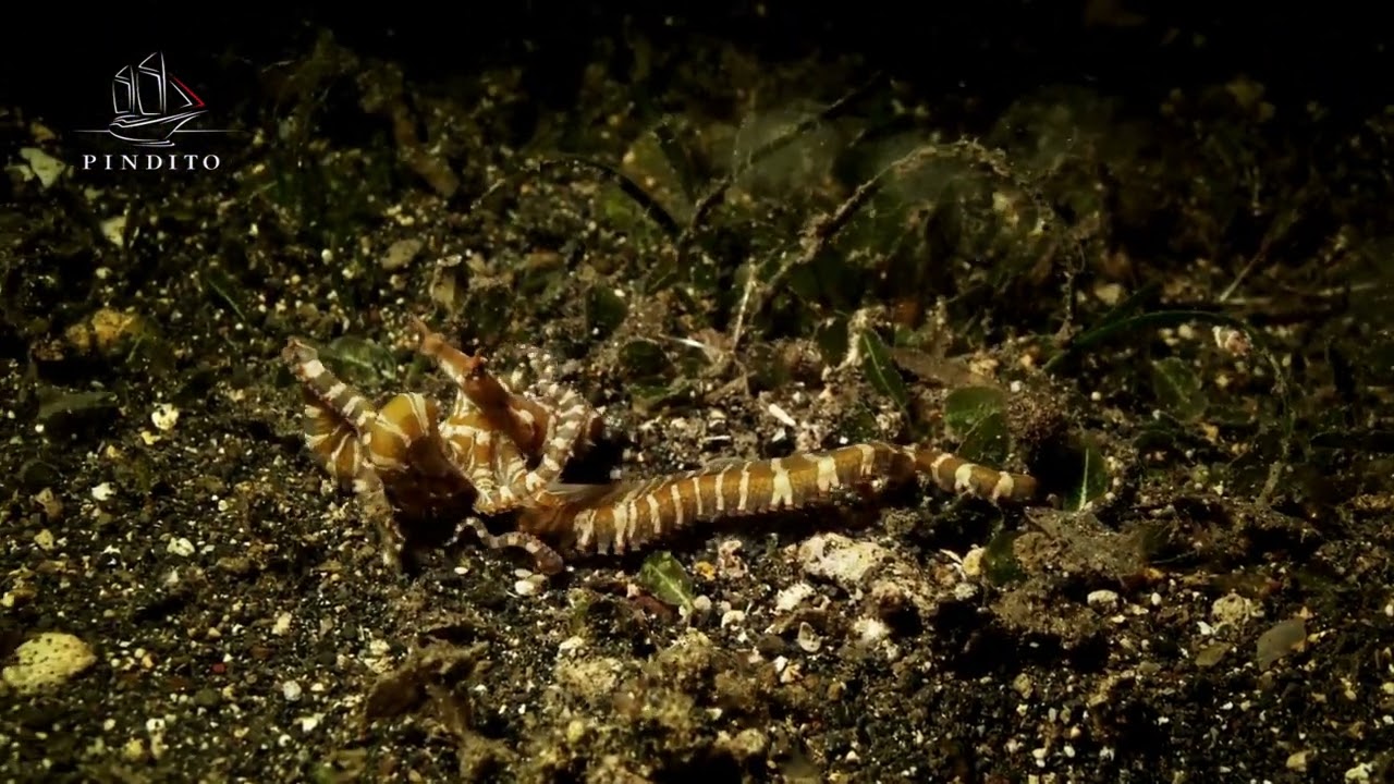 Wunderpus Photogenicus Spotted on Pindito Dive