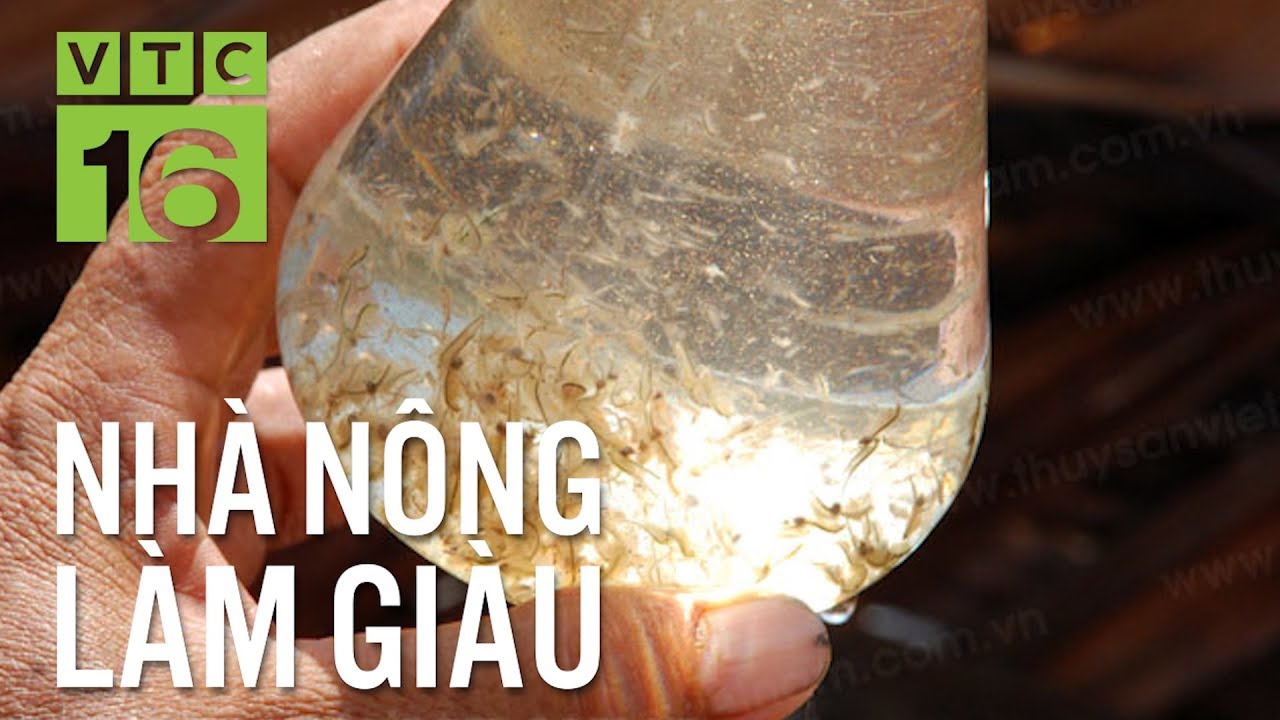 Lão nông Sài Gòn thu 2 triệu/ngày nhờ nuôi Artemia | VTC16