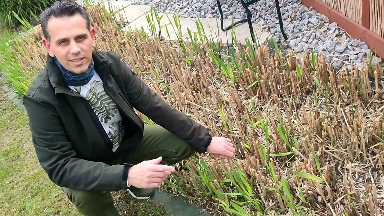 Plantsascha-Chinaschilf Teil1