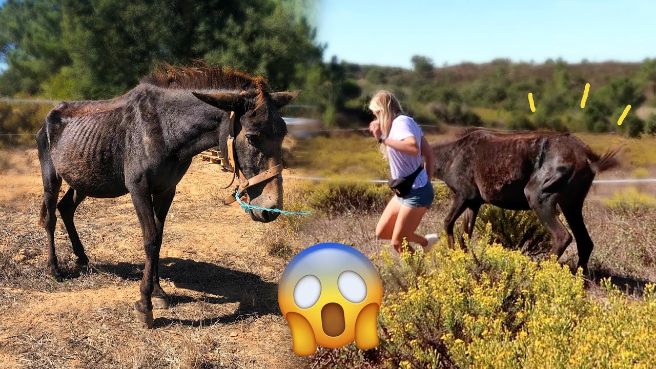 Getrapt worden door gedumpt muildier?! | Update #02