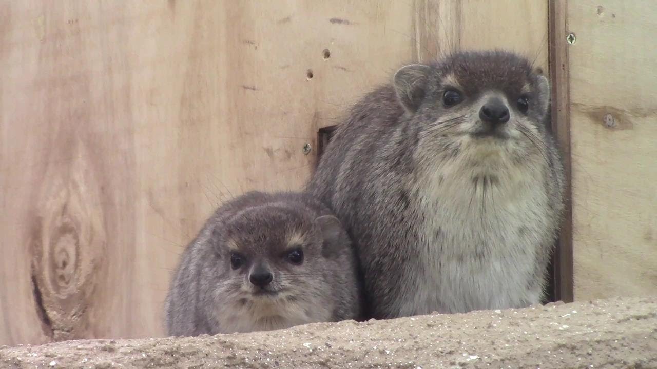 キボシイワハイラックスの赤ちゃん＠生後二か月半 （埼玉県こども動物自然公園） Baby Bush Hyrax