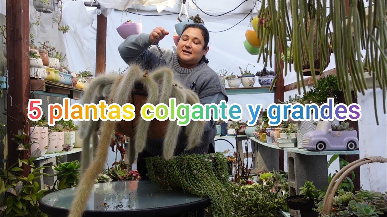 5 plantas colgantes y grandes