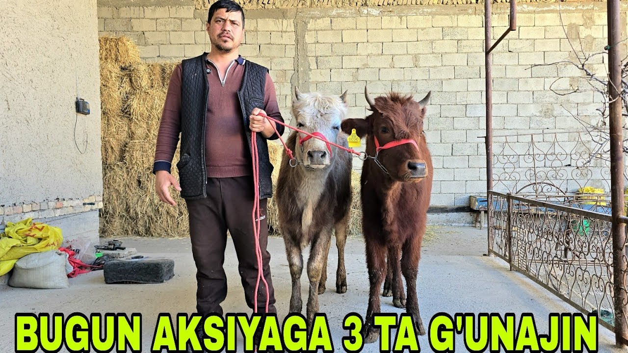 Hayot akadan ko'pchilik kutgan hamyonbop narxlarda yosh g'unojinchalar 21 февраля 2026 г.