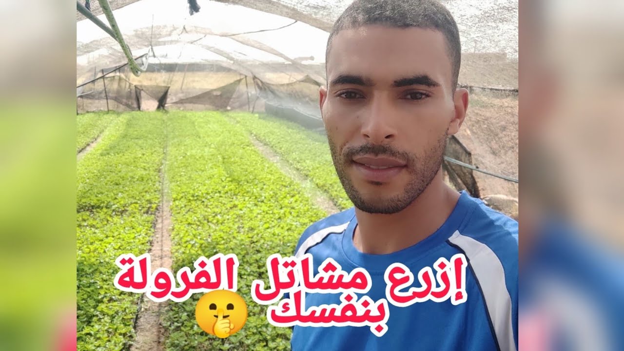 بداية زرع الفريز (الفراولة)  بدون شراء مشاتل 🤫🤫🤫  اي ستفسار مرحبا