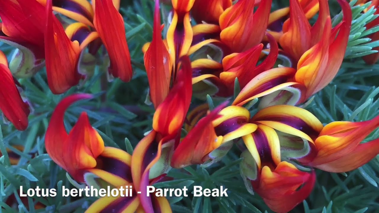Lotus berthelotii (Parrot&rsquo;s Beak)