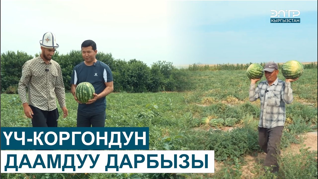 ҮЧ-КОРГОНДУН ДААМДУУ ДАРБЫЗЫ // МЕНИН АЙЫЛЫМ