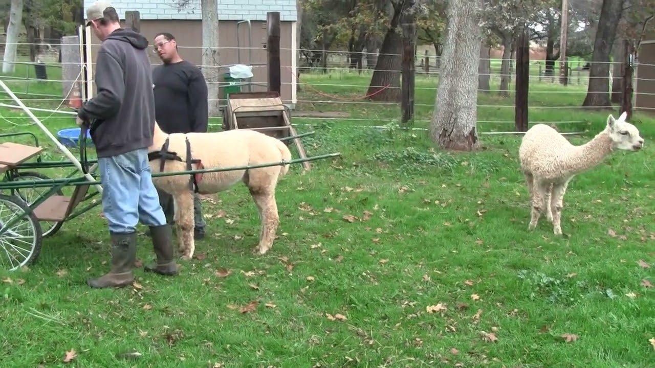 Beta gets more practice entering within cart shafts.