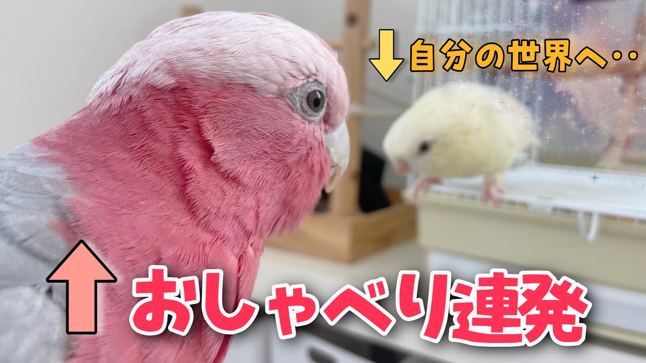 【インコ】飼い主がいない時の鳥達の過ごし方が個性に溢れてたw【オウム】