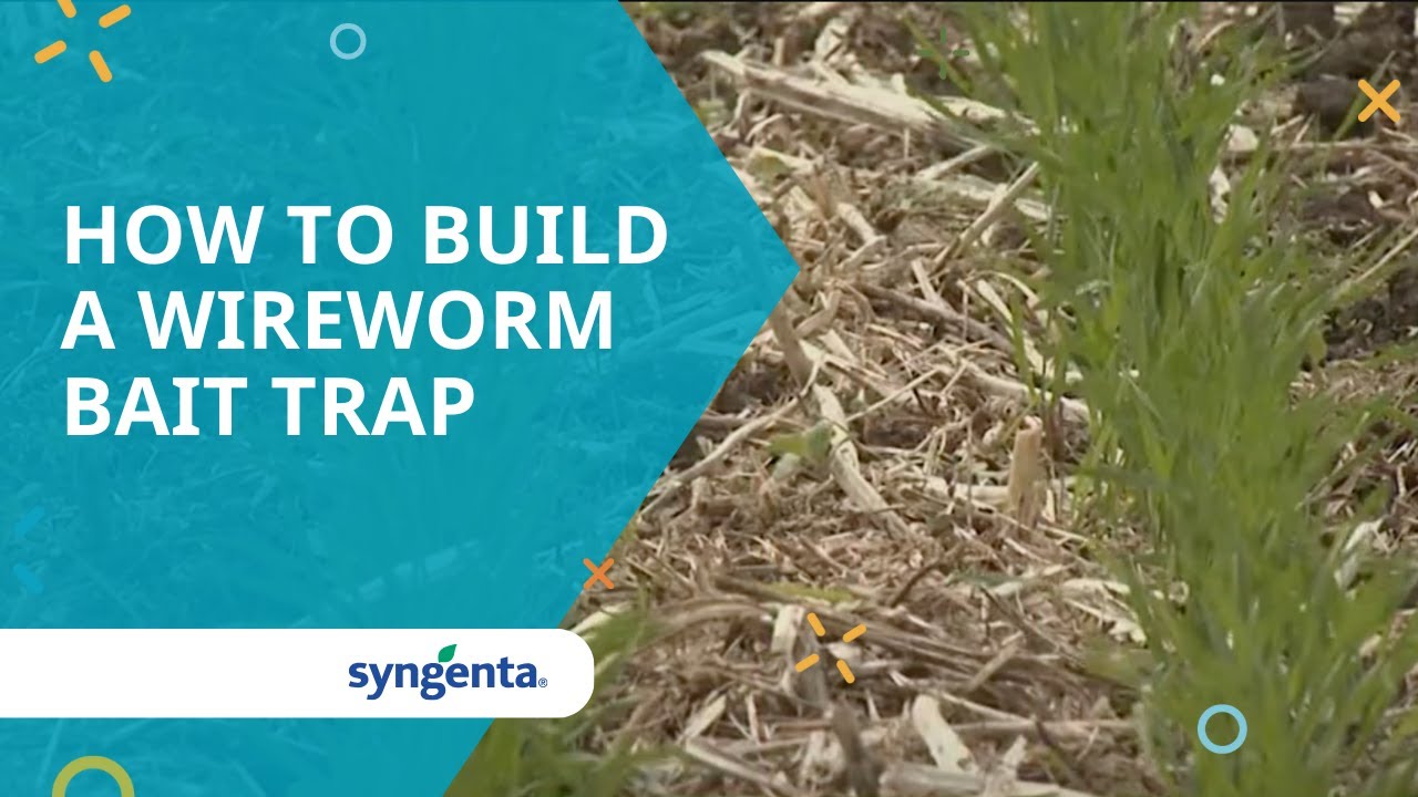 How to build a wireworm bait trap