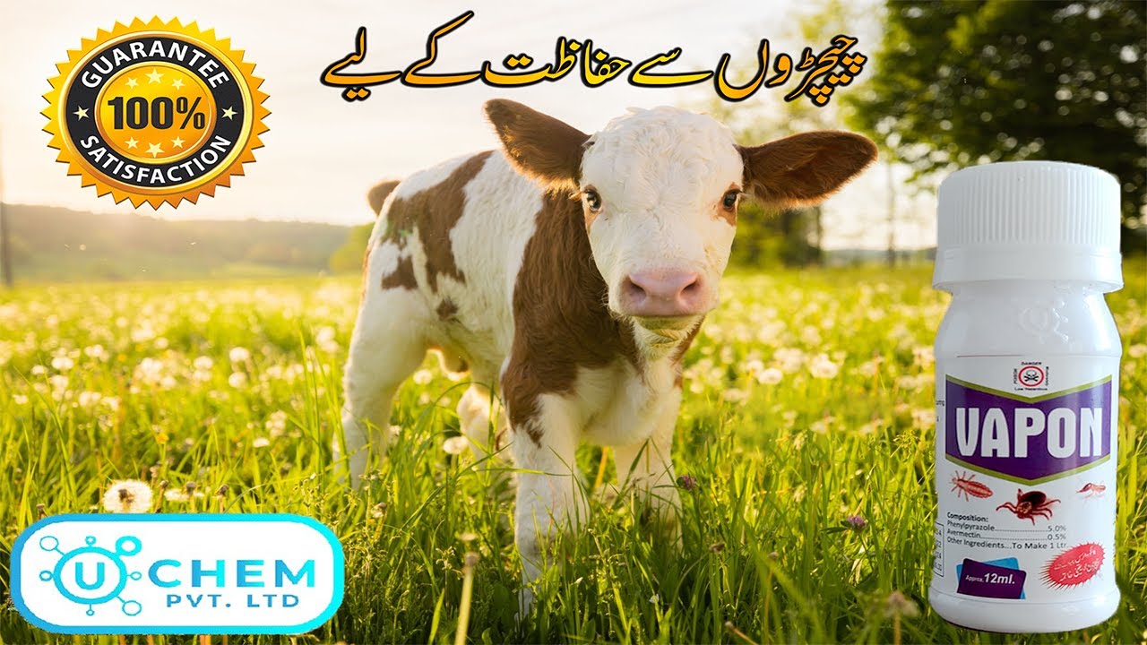Revolutionary Tick (Chichar) Treatment for Farm Animals | Vapon Product Interview with Dr. Asad Ali