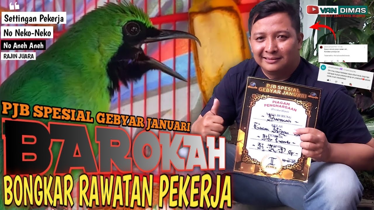 BLAK-BLAKAN SETTINGAN PEKERJA Cucak ijo StabiL JUARA‼️ Cucak ijo BAROKAH SPESIAL PJB