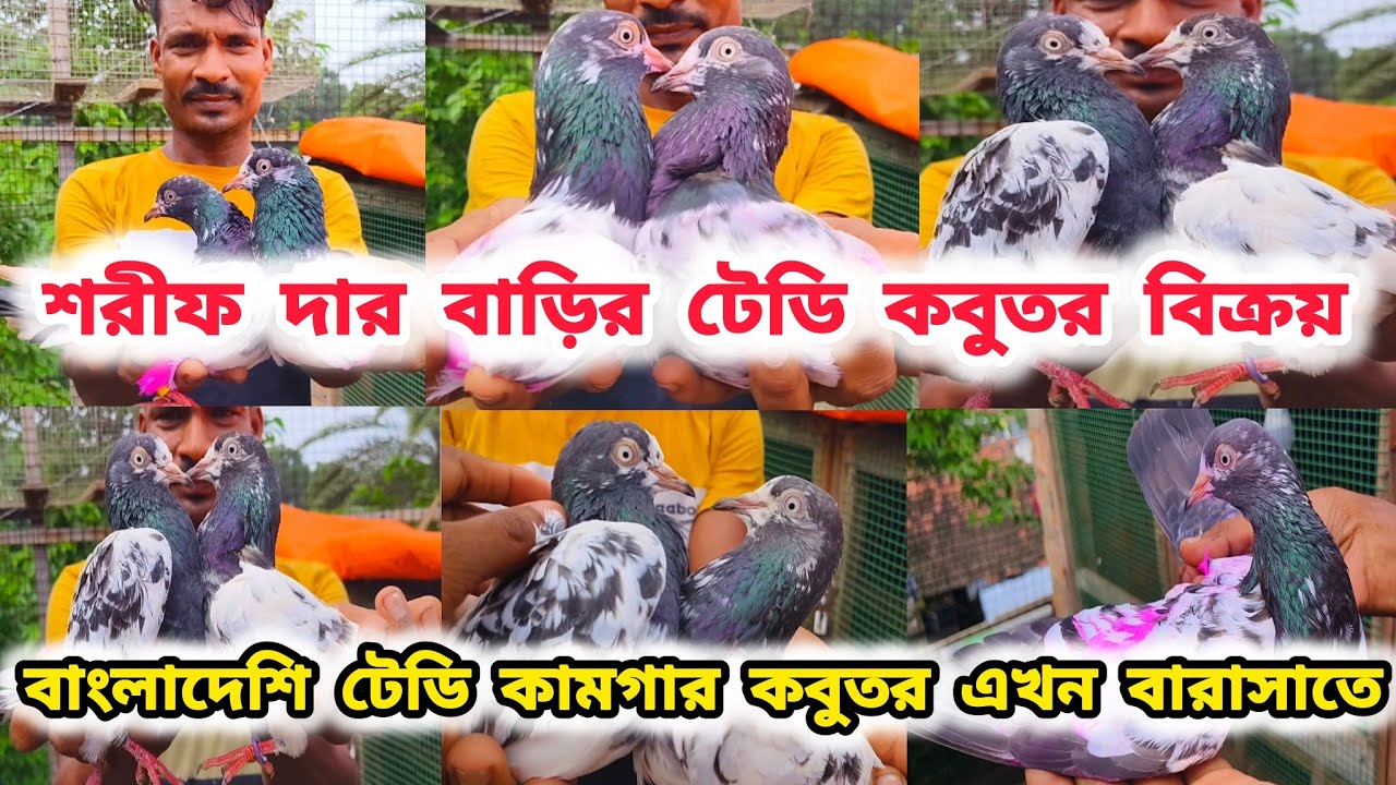 শরীফ দার বাড়ির টেডি কবুতর বিক্রয়।PAKISTANI TEDDY KAMAGAR KABUTOR SALE।PART-1।@pigeonsloverrj9600