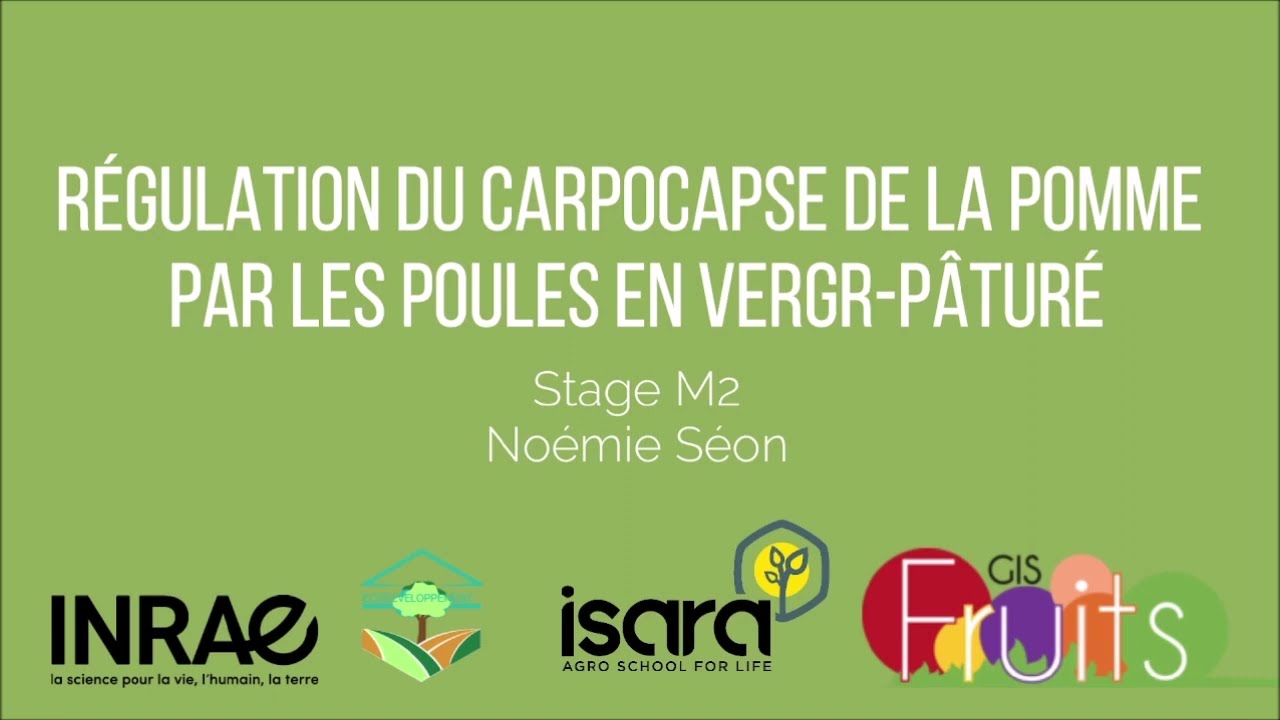 Potentiel de régulation du carpocapse de la pomme par des poules en verger-pâturé de pommiers