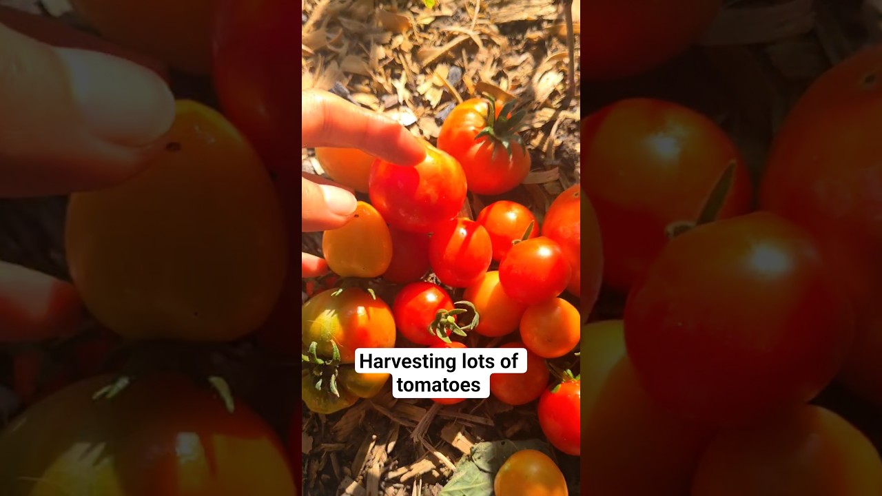 Harvesting lots of tomatoes from my garden with me today 
