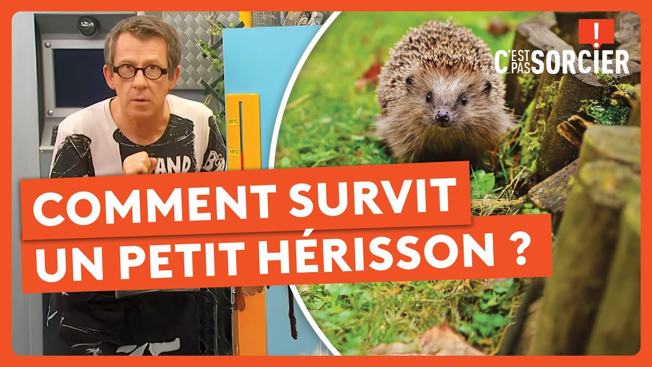 Comment survit un petit h&eacute;risson ? - C'est pas sorcier