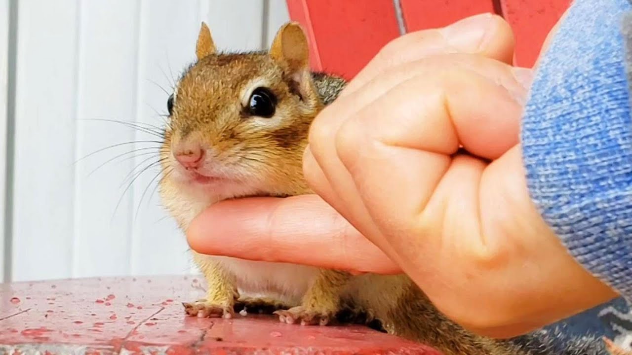 육아가 힘들면 잠시 쉬러 나를 찾는 엄마 다람쥐 주니 Mother Chipmunk Joony Visits Me To Take A Break From Babies