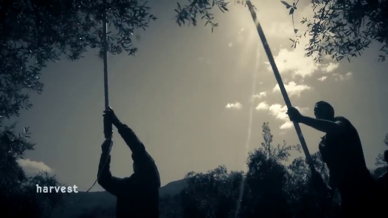 Kouses Estate - Βιοδυναμική Καλλιέργεια Ελιάς