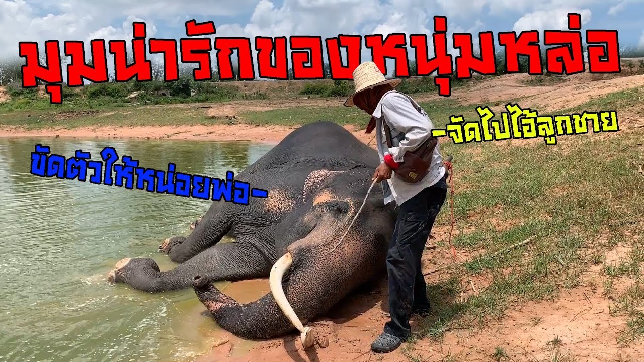 good boy??ไอ้ทอง เองอย่าทำอะไรพ่อนะ ช้างดุ เเต่............