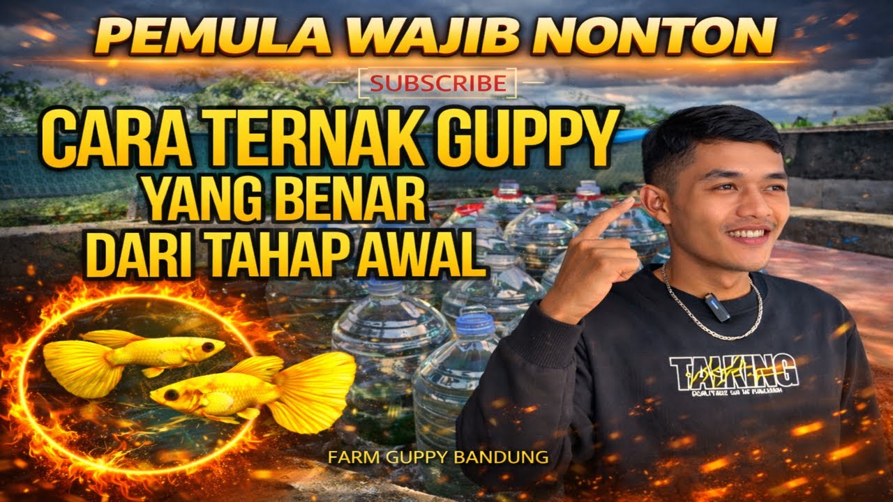 Sidak Farm Gupy || Cara Ternak Guppy