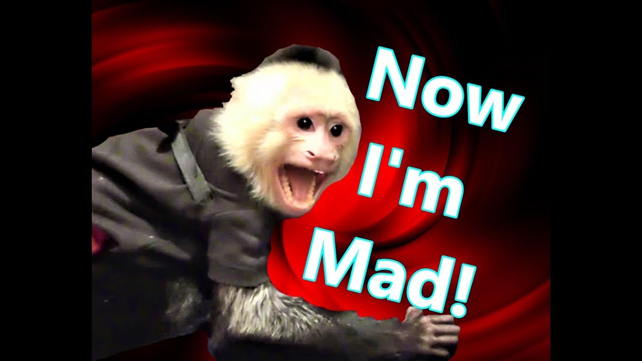 Pet Monkey Gets Mad at Brother