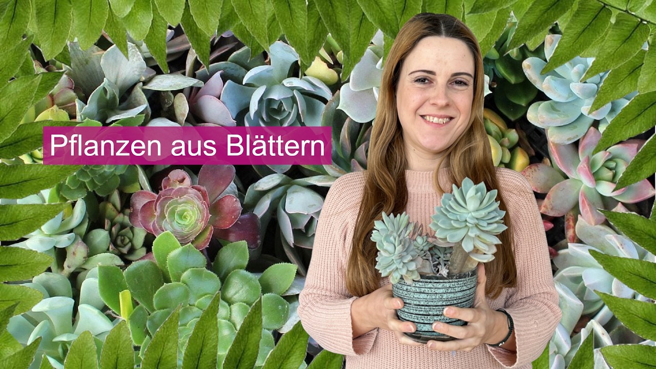 8 Zimmerpflanzen, die ihr ganz einfach über Blätter vermehren könnt 🌿