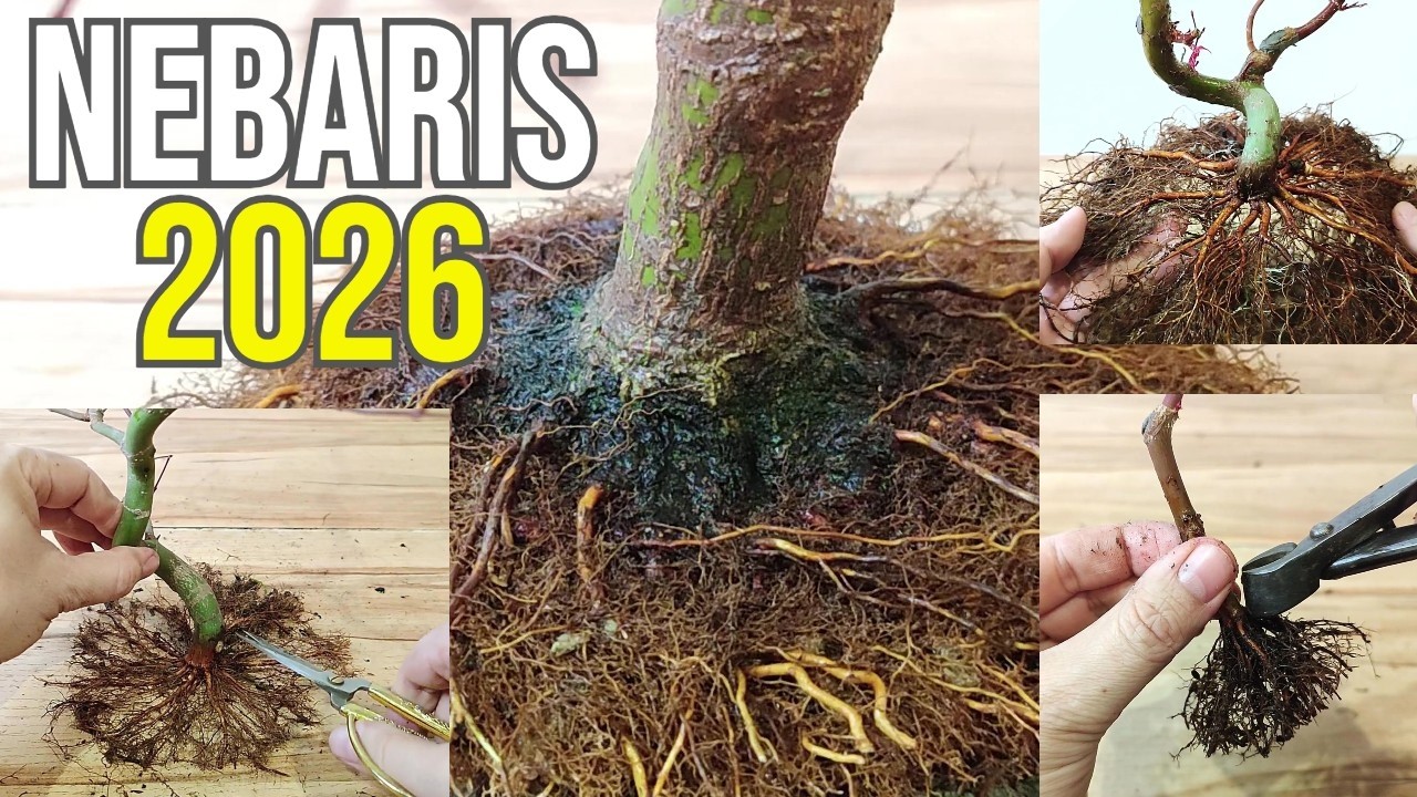 🔝 Estos son los Nebaris de esta Temporada de mis Bonsáis Acers Palmatums - Japanese Maple Nebari