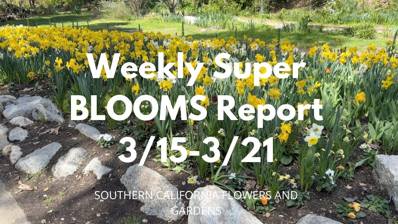 Shooting the Superbloom: Finding the Perfect Flower Shots