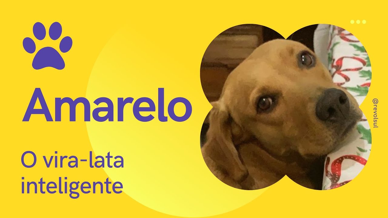 Amarelo | O vira-lata inteligente