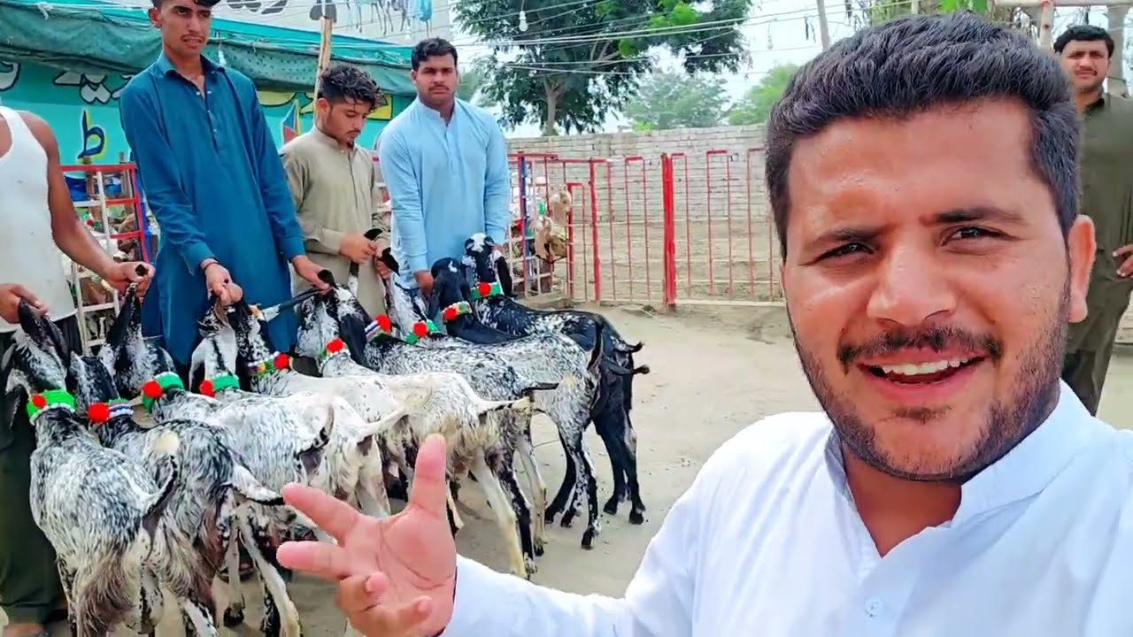 markhor nasl ki bakriyan 2023 , black Makkhi Chini goat
