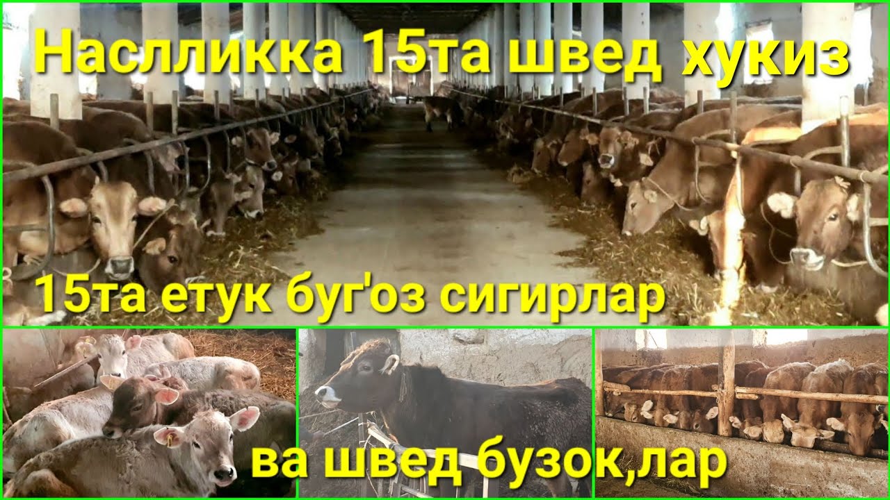 К,ашк,адарё в, Китоб тумани Наслчилик Мол Фермасида бир к,атор моллар сотувда. Хар хилларидан бор.