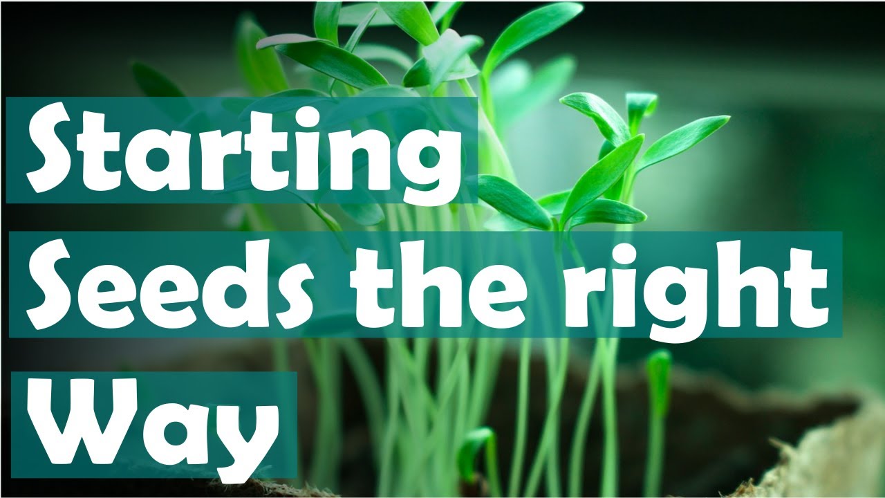 Spring Seed Starting: Top 3 Mistakes New Gardeners Make And How To Avoid Them!