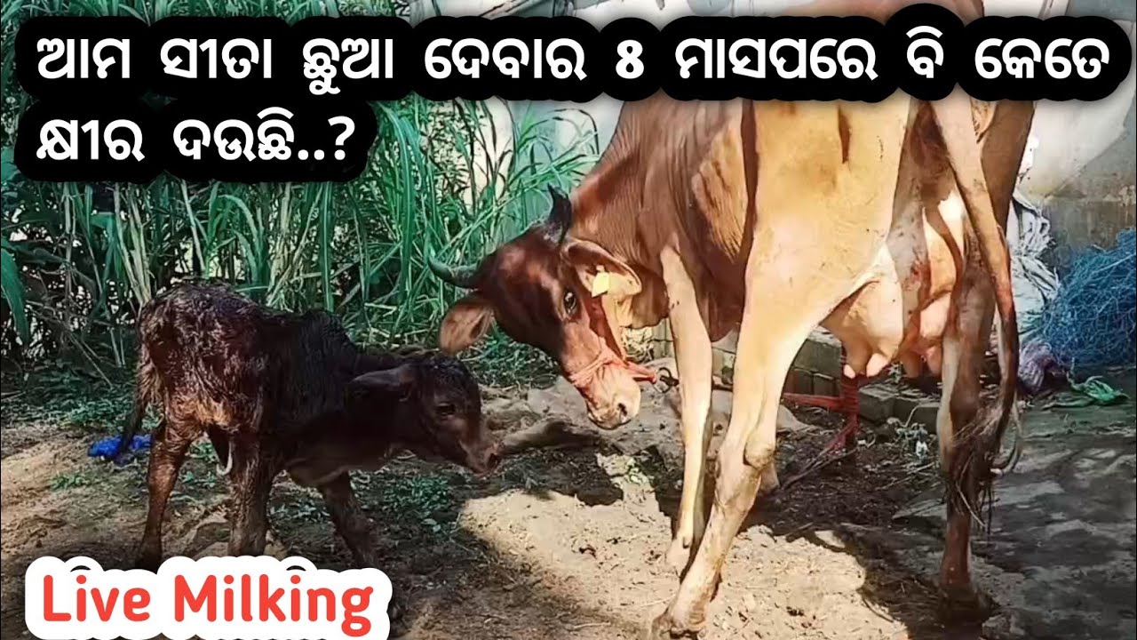 ଆମ ଗାଈ 8 ମାସ ଛୁଆ ଦେବା ପରେ କେତେ କ୍ଷୀର ଦଉଛି