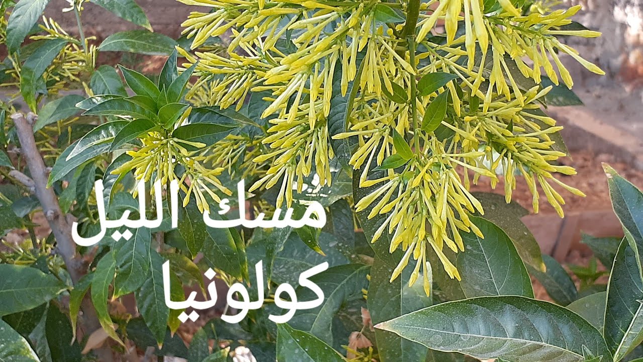 كيف تجعل شجرة مسك الليل / كولونيا تُزهر طوال الصيف  ؟