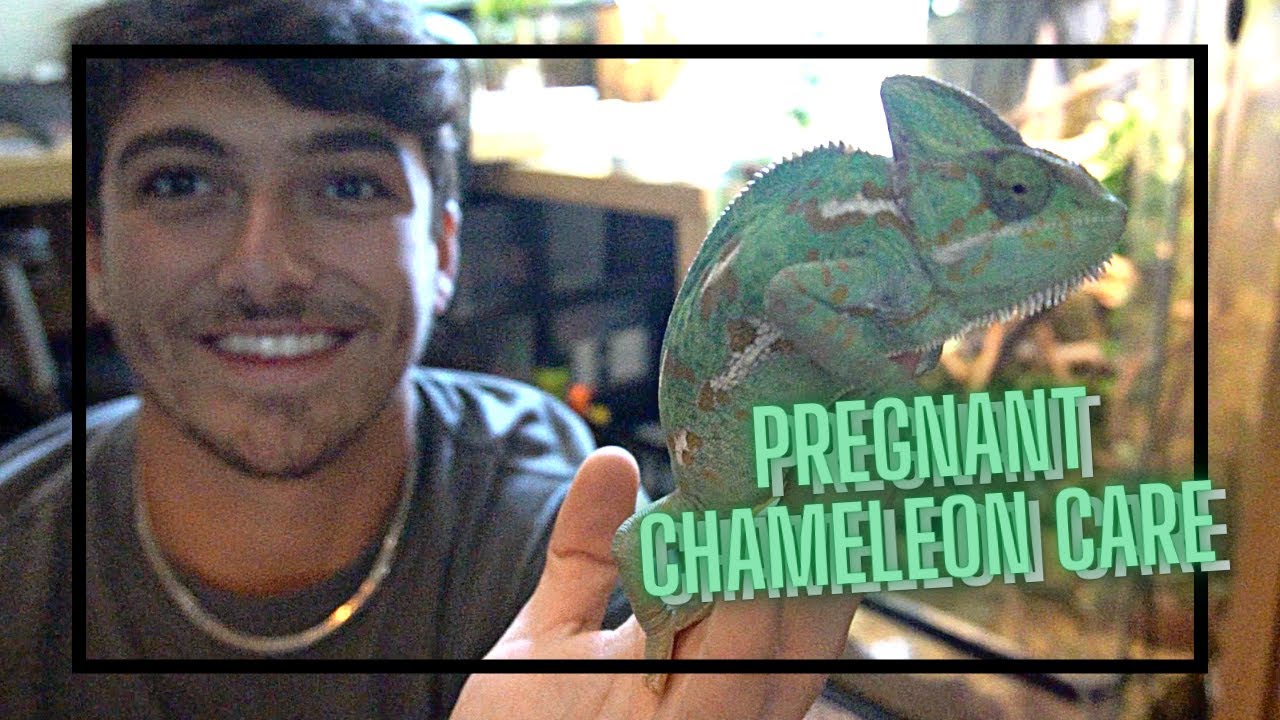 Pregnant Veiled Chameleon Care PT. 2