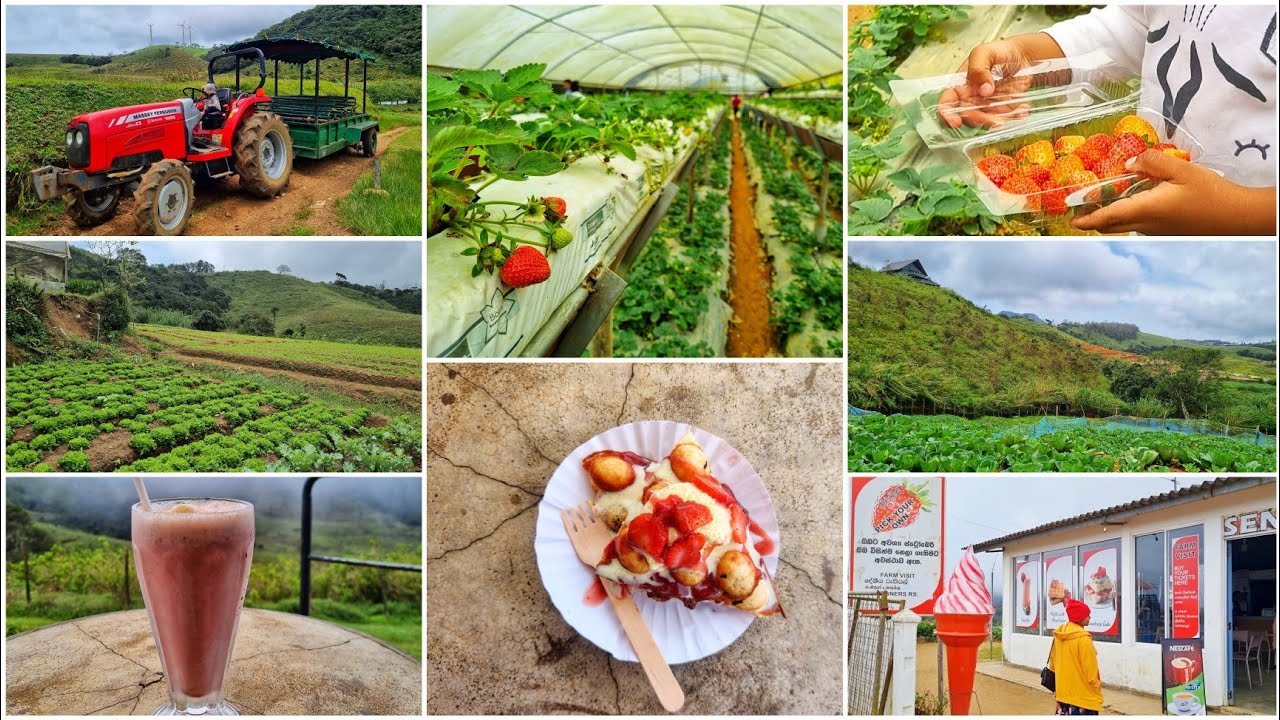 Pick your own Strawberries in Nuwara Eliya | vegetable farm