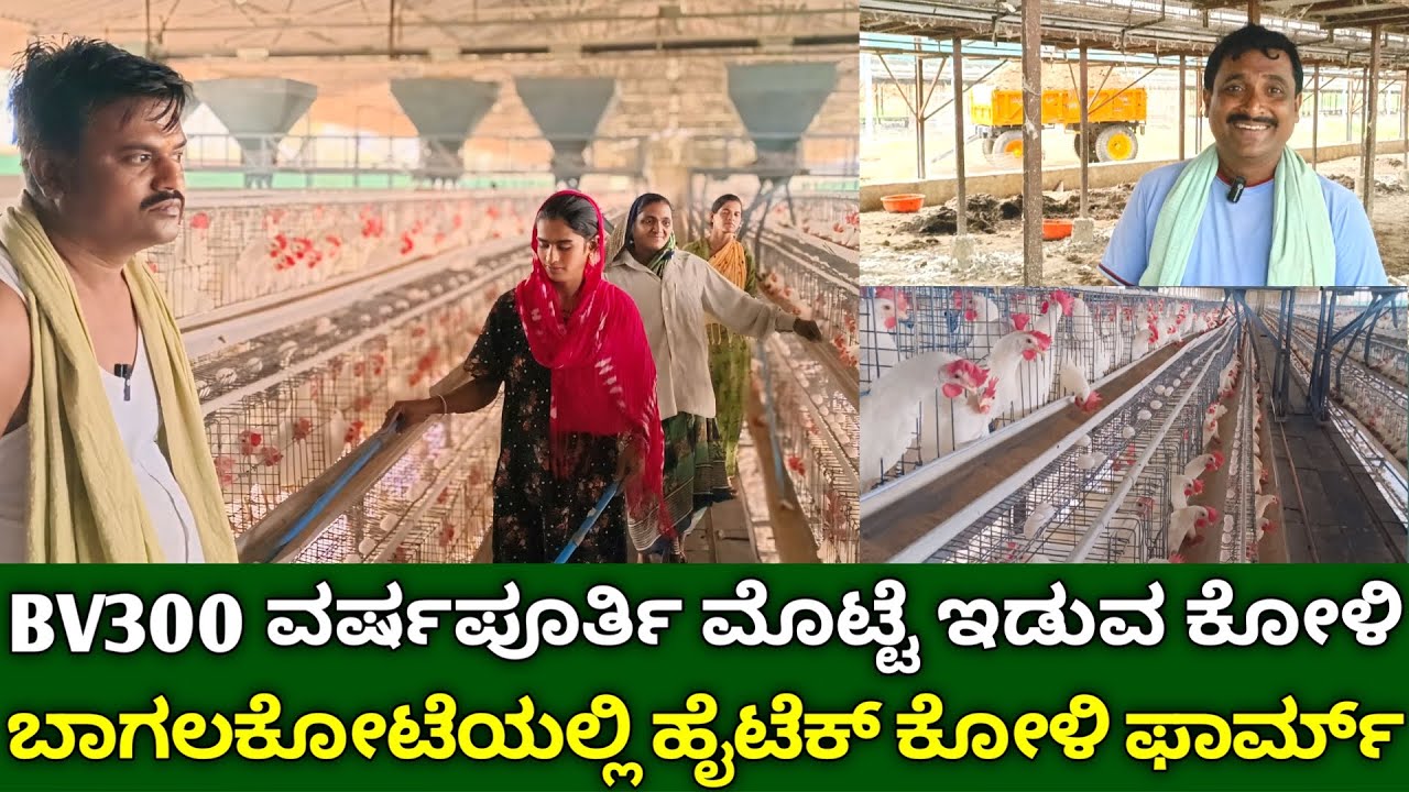 BV300 ವರ್ಷಪೂರ್ತಿ ಮೊಟ್ಟೆ ಇಡುವ ಕೋಳಿ | ಹೈಟೆಕ್ ಕೋಳಿ ಫಾರ್ಮ್ | layer poultry farm | egg farming busibess