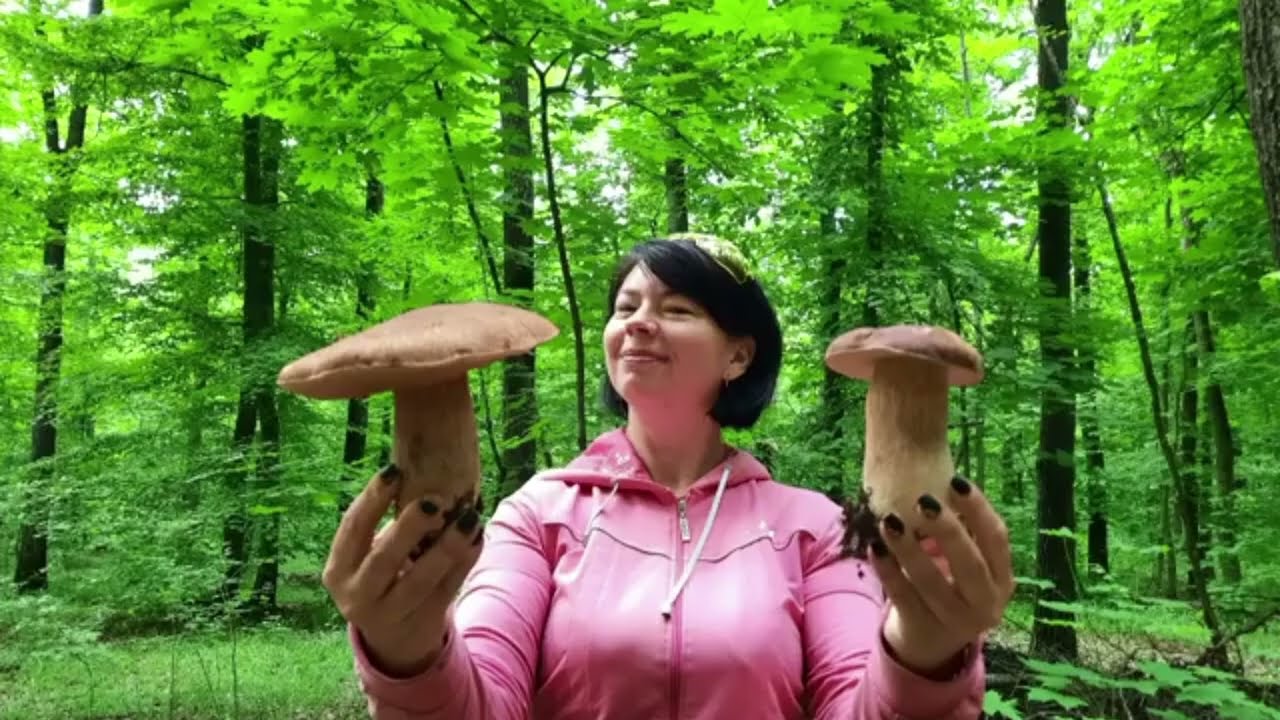 ТАКИХ БІЛИХ Я ЩЕ НЕ БАЧИЛА! 😱 Здоровенні гриби в лісі.